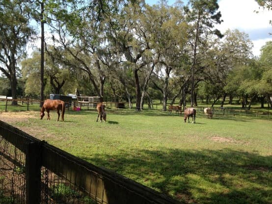 Spotted Dance Ranch - Image 1