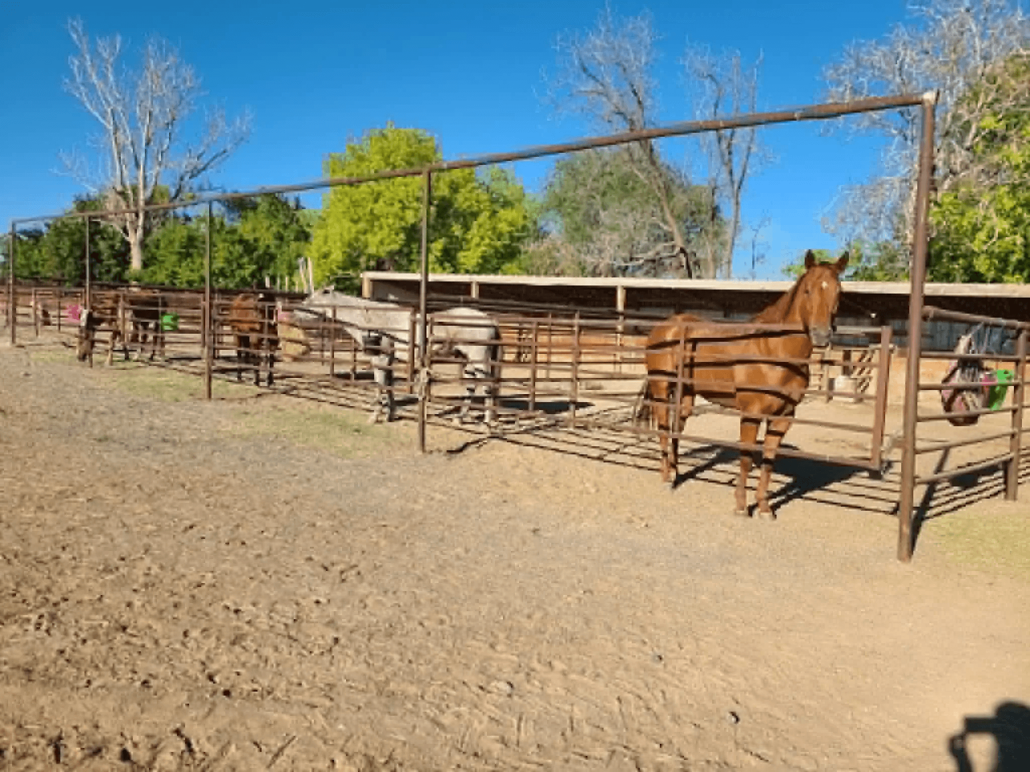 3X Livestock