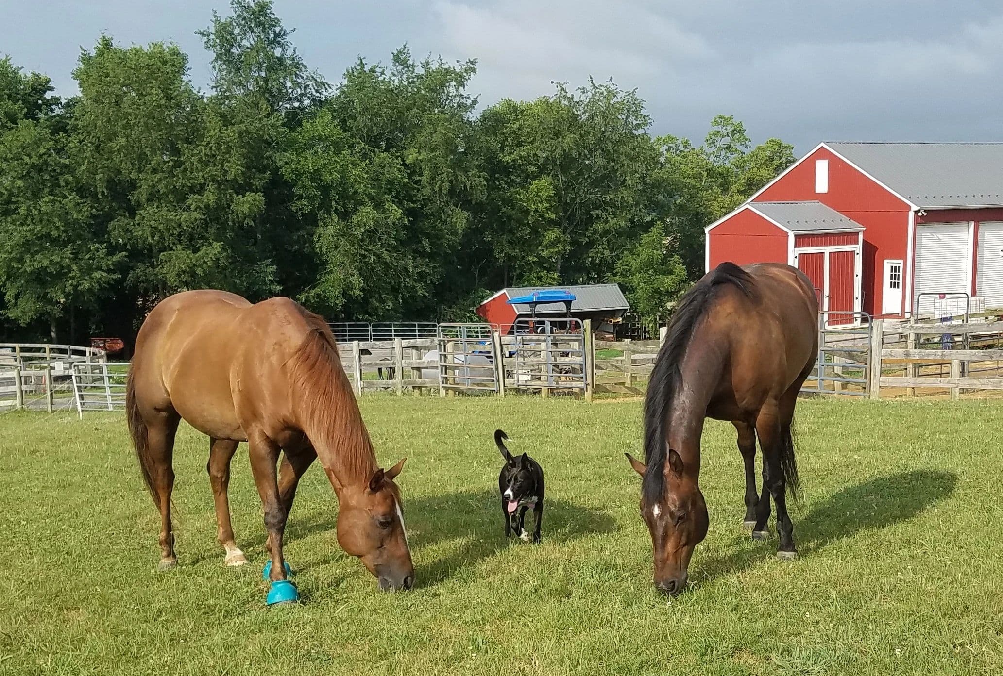 GemStone Stable