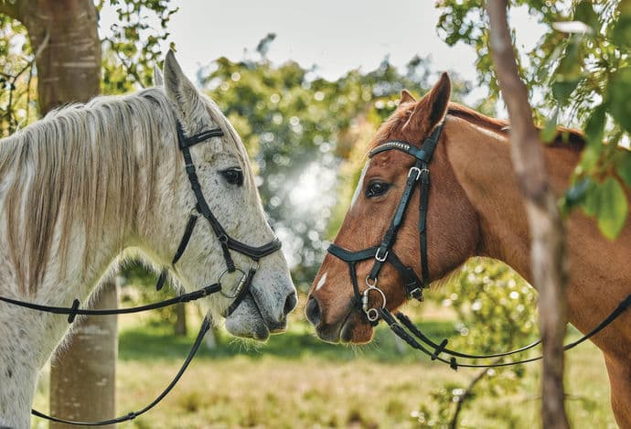 Blackwood Stables - Image 1