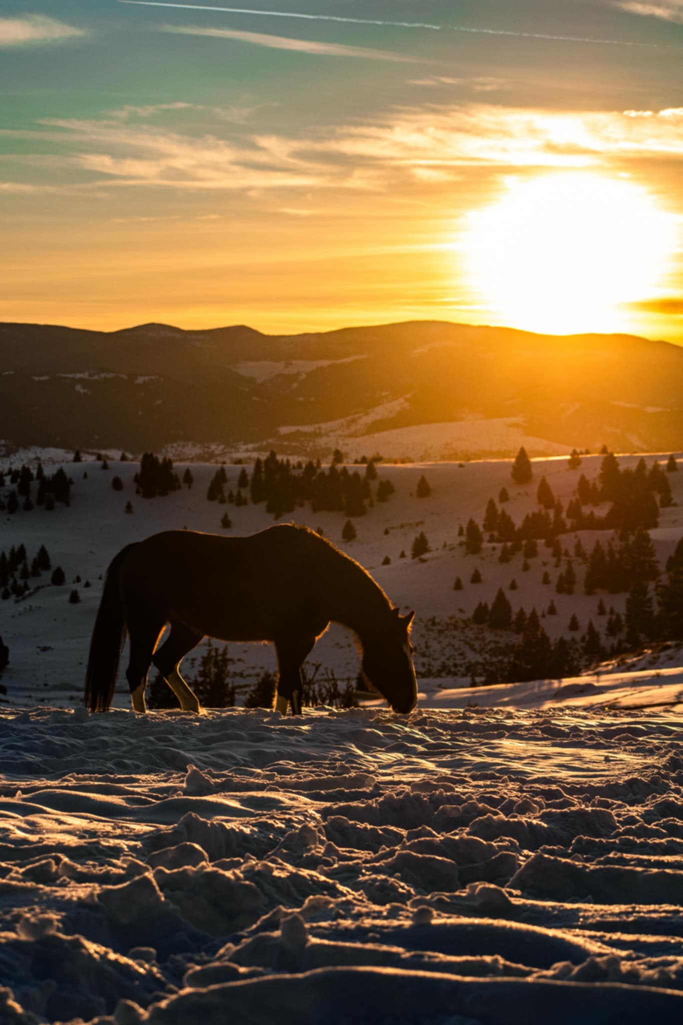 Cornerstone Equine, LLC - Image 1