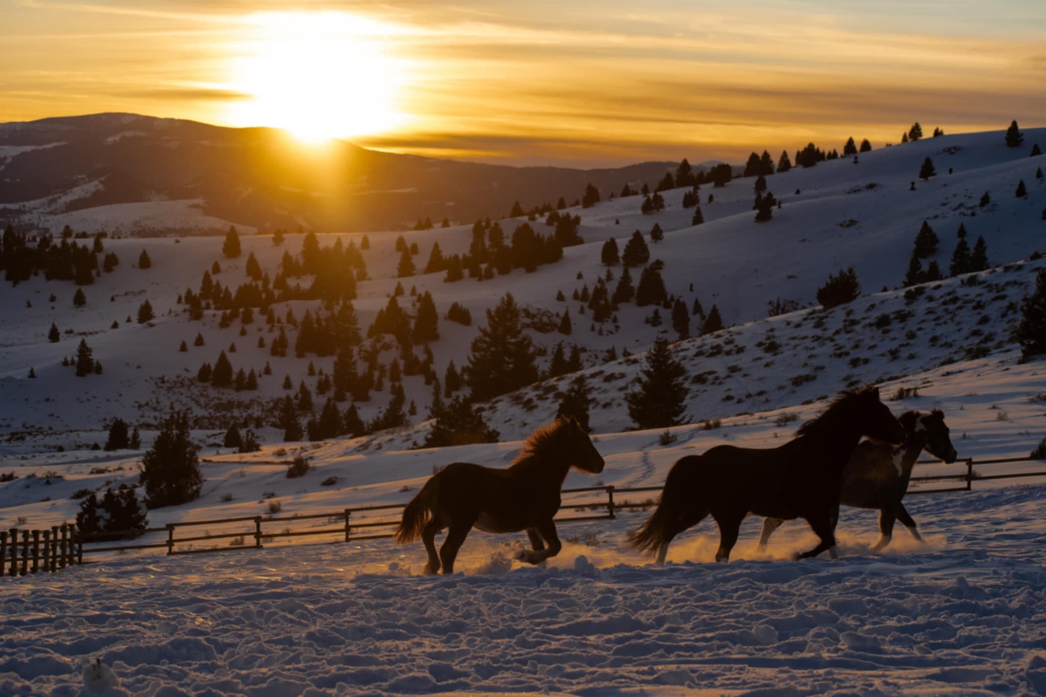 Cornerstone Equine, LLC - Image 2